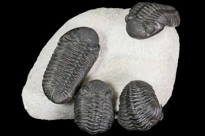 Four Large Pedinopariops Trilobites - Killer Piece! #76395